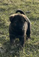 Willow/ Duke, a  German Shepherd Dog for sale in Blue River, WI – Photo 3 of 8