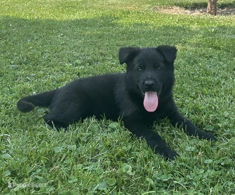 Flower – German Shepherd Dog puppy for sale in Blue River, WI