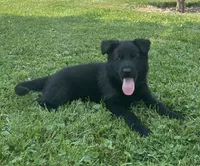 Flower, a female German Shepherd Dog for sale in Blue River, WI – 1 of 10