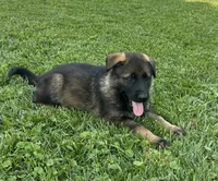 Fern, a female German Shepherd Dog for sale in Blue River, WI – 2 of 10