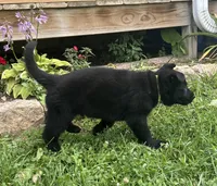 Fritz, a male German Shepherd Dog for sale in Blue River, WI – 3 of 10