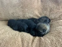 Fritz, a male German Shepherd Dog for sale in Blue River, WI – 8 of 10