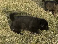 Flower, a female German Shepherd Dog for sale in Blue River, WI – 2 of 6
