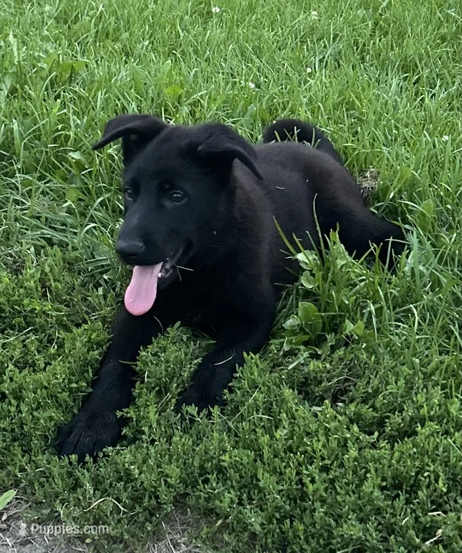 Florence – German Shepherd Dog puppy for sale in Blue River, WI