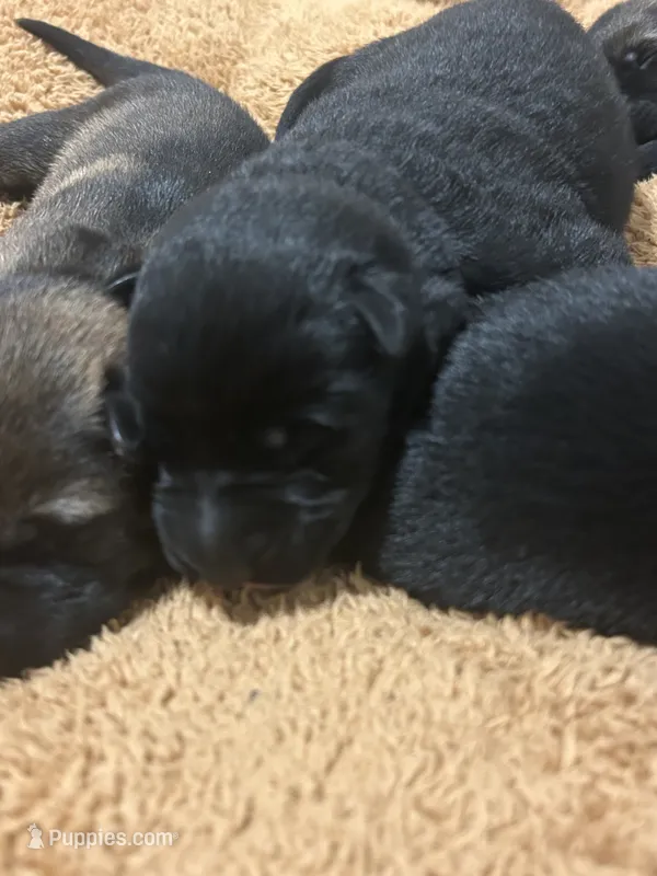 Flower – German Shepherd Dog puppy for sale in Blue River, WI