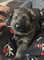 Gunner, a  German Shepherd Dog for sale in Blue River, WI – 1 of 4