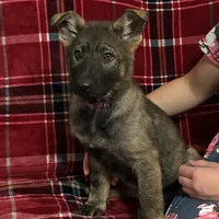 Dixie.      , a female German Shepherd Dog for sale in Blue River, WI – Photo 4 of 8