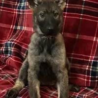 Dixie.      , a female German Shepherd Dog for sale in Blue River, WI – Photo 5 of 8