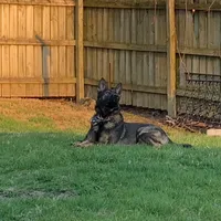Dixie.      , a female German Shepherd Dog for sale in Blue River, WI – Photo 7 of 8