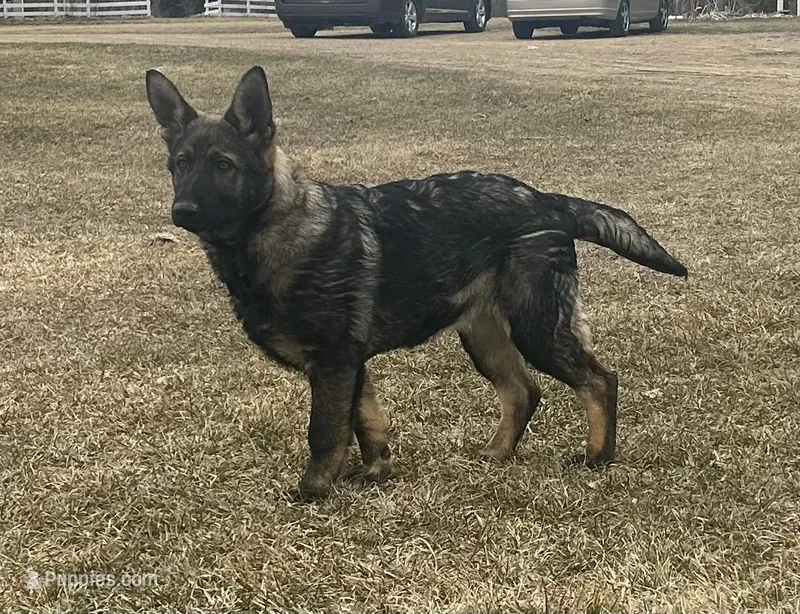 Dixie.       – German Shepherd Dog puppy for sale in Blue River, WI