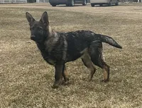 Dixie.      , a female German Shepherd Dog for sale in Blue River, WI – Photo 1 of 8
