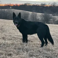 Dixie.      , a female German Shepherd Dog for sale in Blue River, WI – Photo 6 of 8