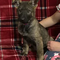 Dixie.      , a female German Shepherd Dog for sale in Blue River, WI – Photo 2 of 8
