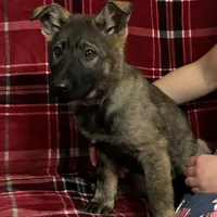 Dixie.      , a female German Shepherd Dog for sale in Blue River, WI – Photo 3 of 8