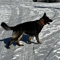 Dixie.      , a female German Shepherd Dog for sale in Blue River, WI – Photo 8 of 8