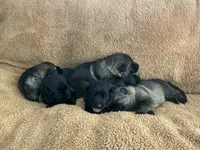 Fern, a female German Shepherd Dog for sale in Blue River, WI – 6 of 10