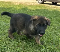 Fern, a female German Shepherd Dog for sale in Blue River, WI – 4 of 10