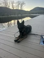 Gunner, a  German Shepherd Dog for sale in Blue River, WI – 3 of 4