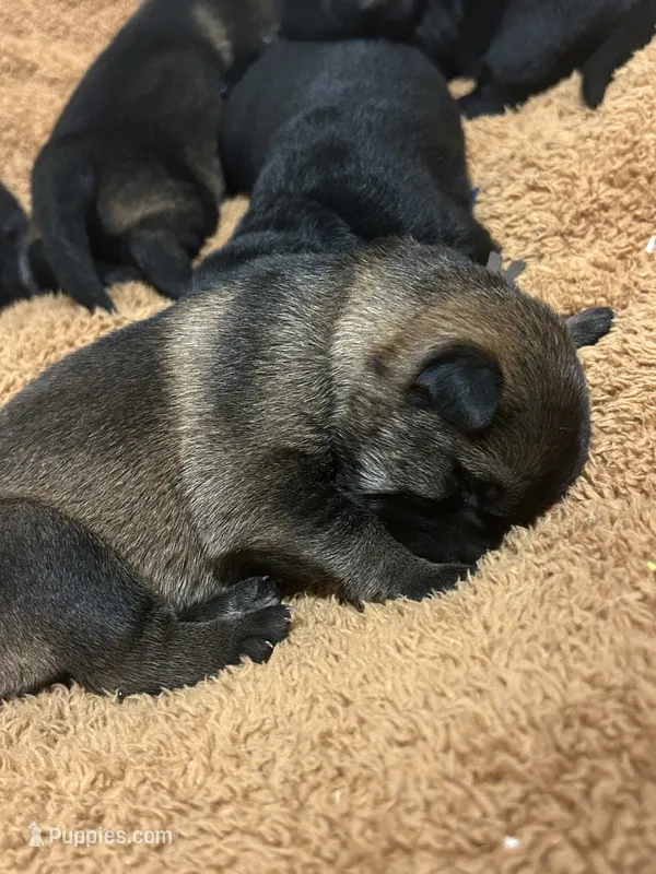 Fern – German Shepherd Dog puppy for sale in Blue River, WI