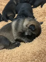 Fern, a female German Shepherd Dog for sale in Blue River, WI – 7 of 10