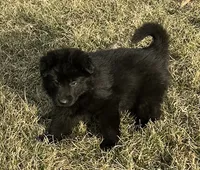 Fritz, a male German Shepherd Dog for sale in Blue River, WI – 2 of 7