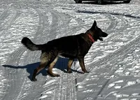 Flower, a female German Shepherd Dog for sale in Blue River, WI – 6 of 6