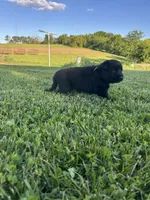 Fritz, a male German Shepherd Dog for sale in Blue River, WI – 5 of 10