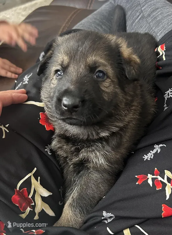 Everest – German Shepherd Dog puppy for sale in Blue River, WI