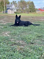 Eli, a female German Shepherd Dog for sale in Blue River, WI – Photo 3 of 5