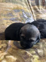 Eli, a female German Shepherd Dog for sale in Blue River, WI – Photo 1 of 5