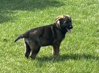 Everest, a female German Shepherd Dog for sale in Blue River, WI – Photo 3 of 8