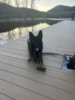 Everest, a female German Shepherd Dog for sale in Blue River, WI – Photo 8 of 8