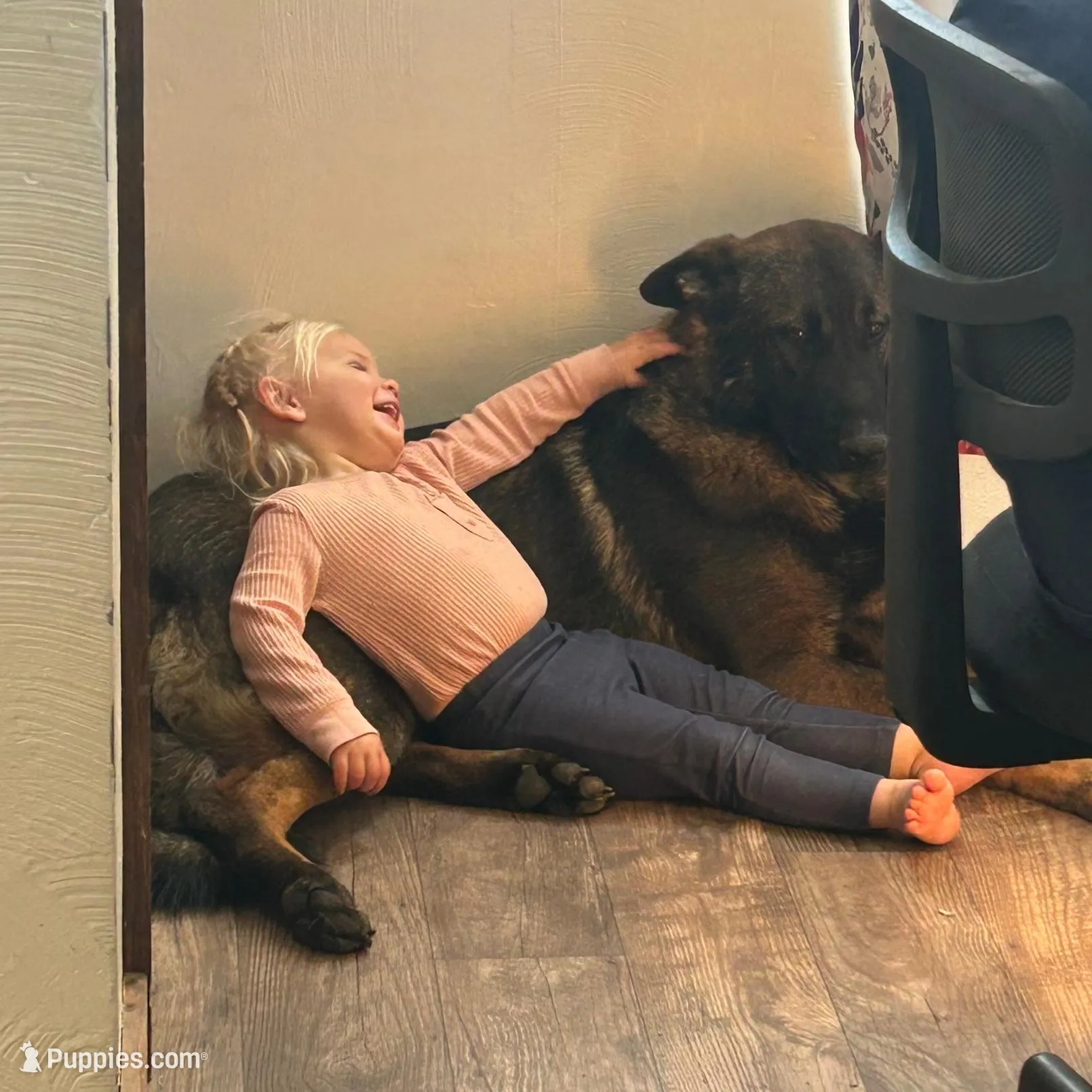 Eli, a female German Shepherd Dog for sale in Blue River, WI – Photo 5 of 5