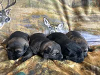 Eli, a female German Shepherd Dog for sale in Blue River, WI – Photo 2 of 5