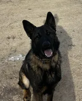 Eli, a female German Shepherd Dog for sale in Blue River, WI – Photo 4 of 5