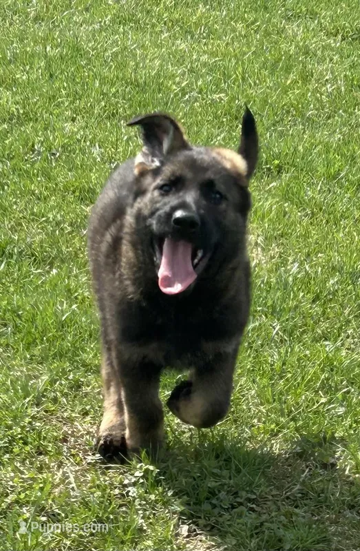 Everest – German Shepherd Dog puppy for sale in Blue River, WI