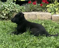 Fritz, a male German Shepherd Dog for sale in Blue River, WI – 2 of 10