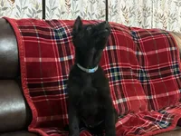 Daisy    Light Blue, a female German Shepherd Dog for sale in Blue River, WI – Photo 2 of 8