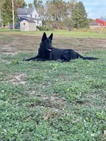 Daisy    Light Blue, a female German Shepherd Dog for sale in Blue River, WI – Photo 5 of 8