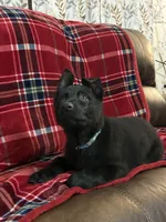 Daisy    Light Blue, a female German Shepherd Dog for sale in Blue River, WI – Photo 1 of 8