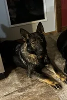 Daisy    Light Blue, a female German Shepherd Dog for sale in Blue River, WI – Photo 8 of 8