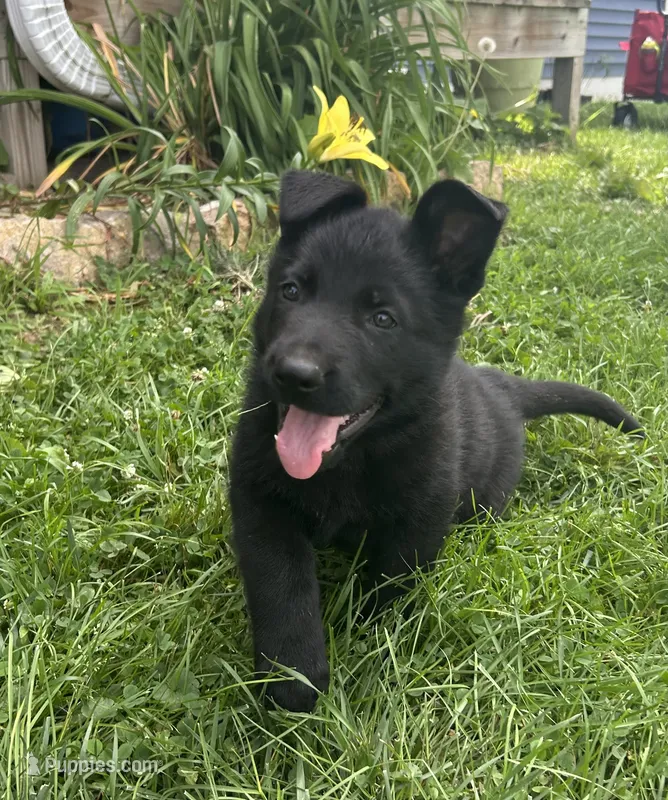 Fritz – German Shepherd Dog puppy for sale in Blue River, WI