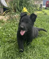 Fritz, a male German Shepherd Dog for sale in Blue River, WI – 1 of 10