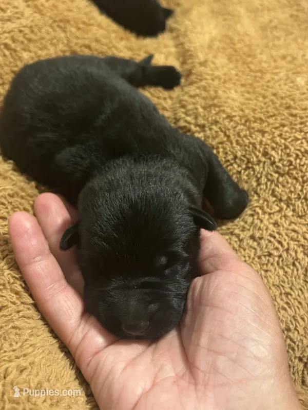 Fritz – German Shepherd Dog puppy for sale in Blue River, WI