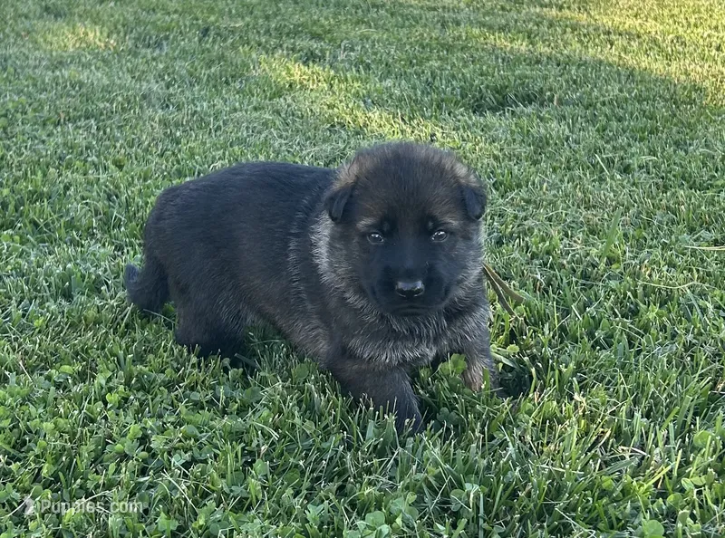 Fern – German Shepherd Dog puppy for sale in Blue River, WI