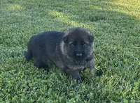 Fern, a female German Shepherd Dog for sale in Blue River, WI – 5 of 10