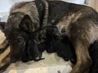 Fern, a female German Shepherd Dog for sale in Blue River, WI – 2 of 9