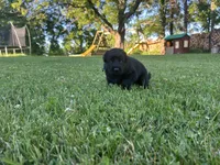 Flower, a female German Shepherd Dog for sale in Blue River, WI – 6 of 10