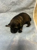 Sable male , a male German Shepherd Dog for sale in Blue River, WI – Photo 1 of 5