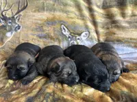 Sable male , a male German Shepherd Dog for sale in Blue River, WI – Photo 2 of 5